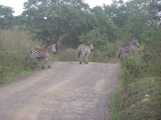 Zebra-Crossing.jpg