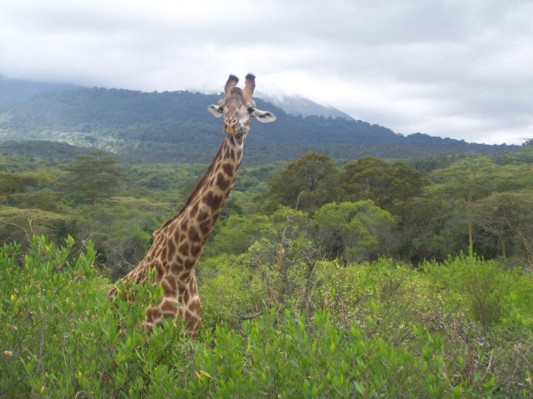 Giraffe.jpg