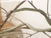 Snakes-Alive.jpg