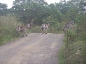 Zebra-Crossing.jpg