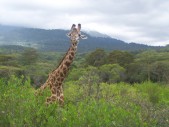 Giraffe.jpg