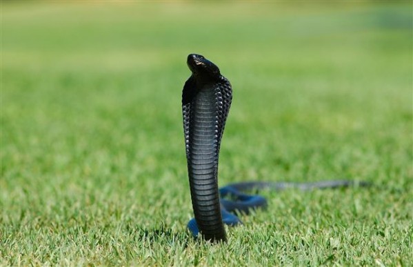 BlackCobra.JPG
