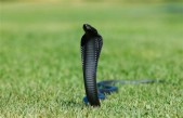 BlackCobra.JPG